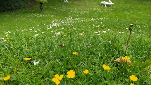 La vitesse d’installation, et donc la compétition vis-à-vis des adventices, fait partie des critères de sélection principaux du gazon face au changement climatique. ©L. Hespel